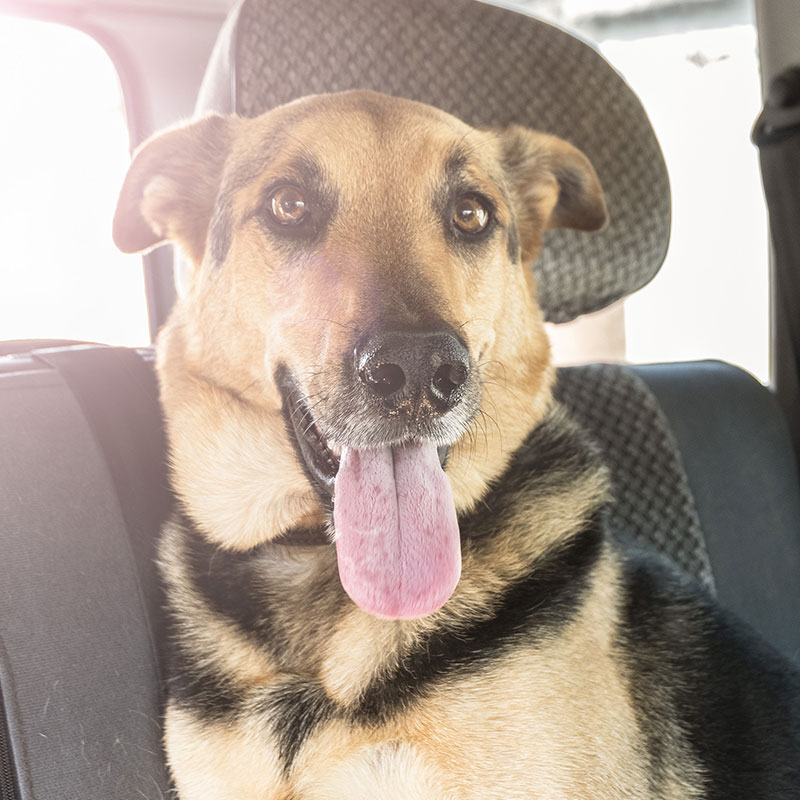 Dog in Car | natural vetcare