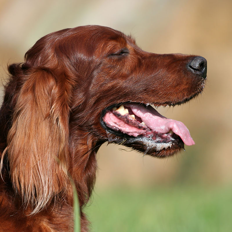 Panting | natural vetcare