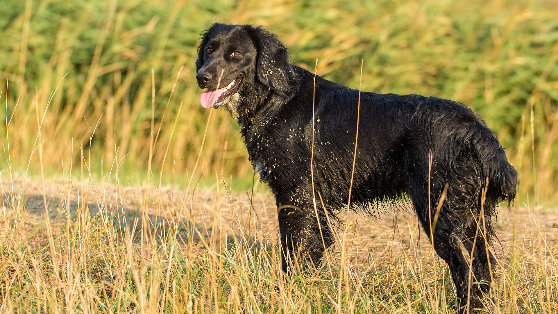 Working dog