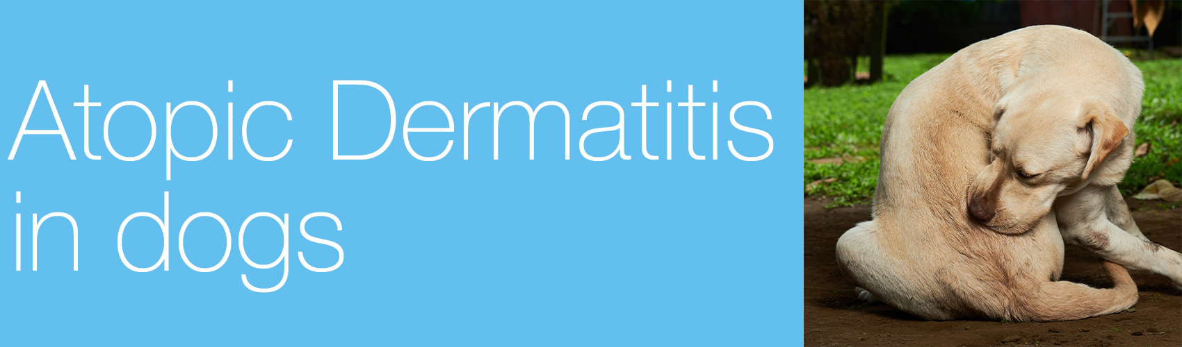 Dermatitis