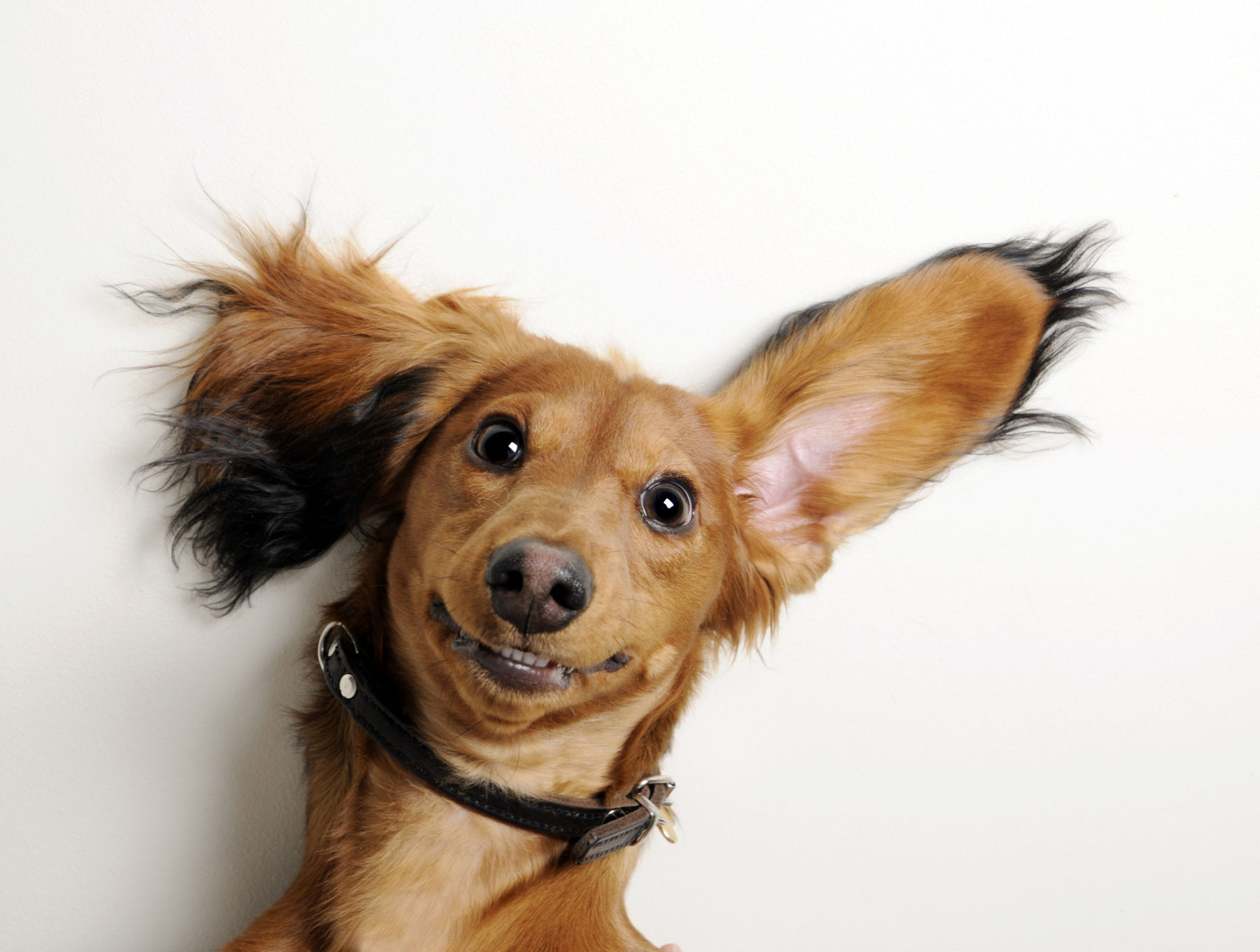 Best dog ear infection shop treatment uk