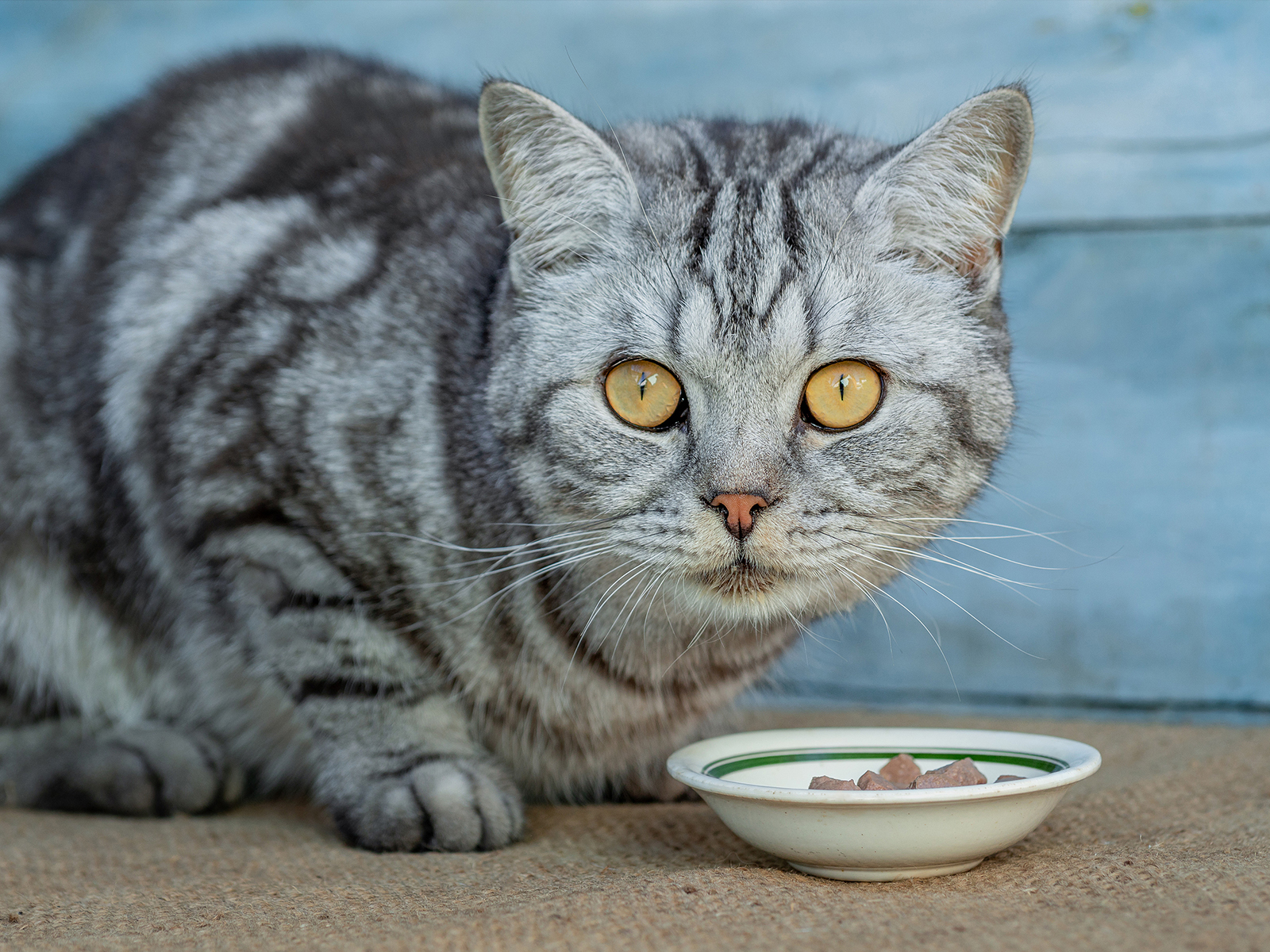 Kidney disease in Cats Natural VetCare