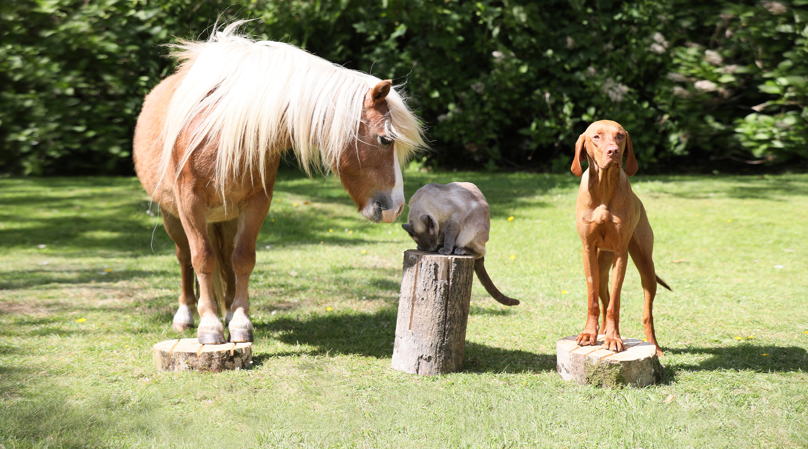 Interspecies Relationships