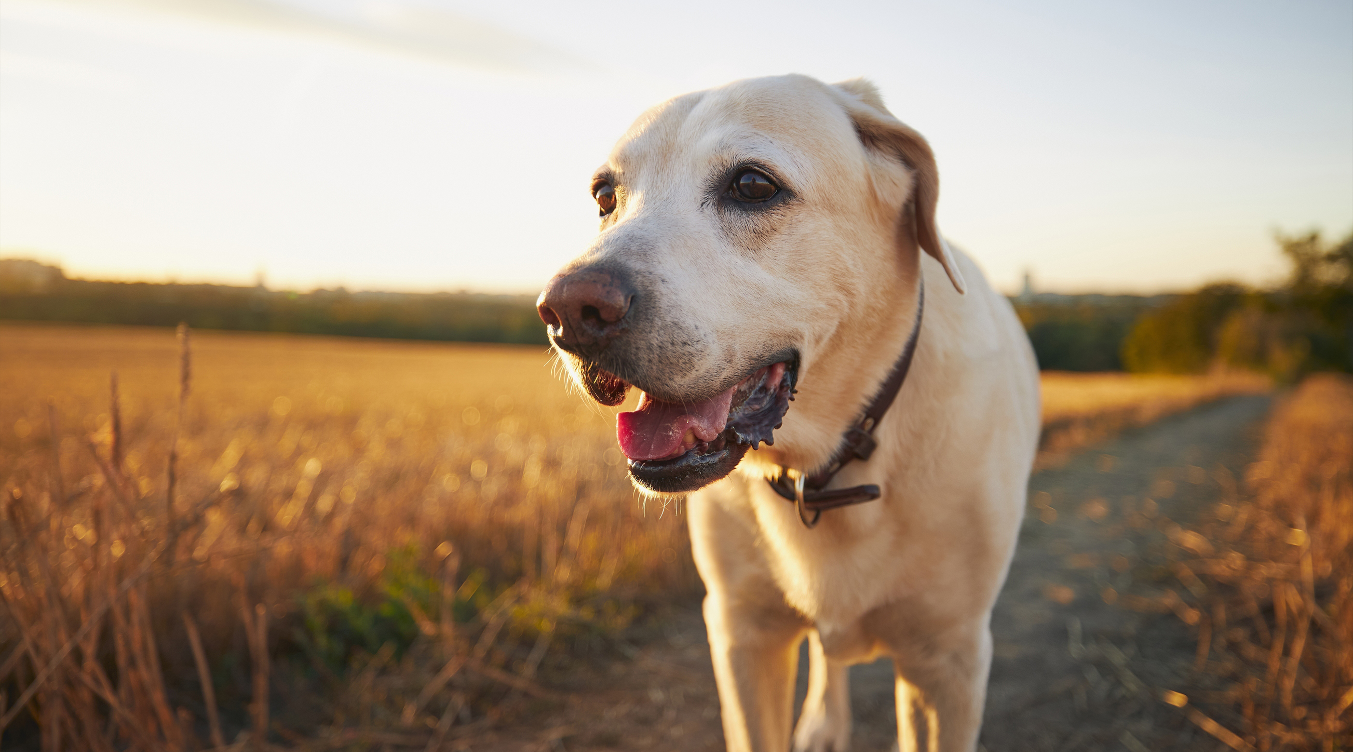 Exercising a Senior Dog