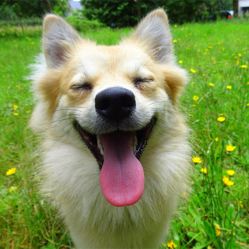 Happy dog