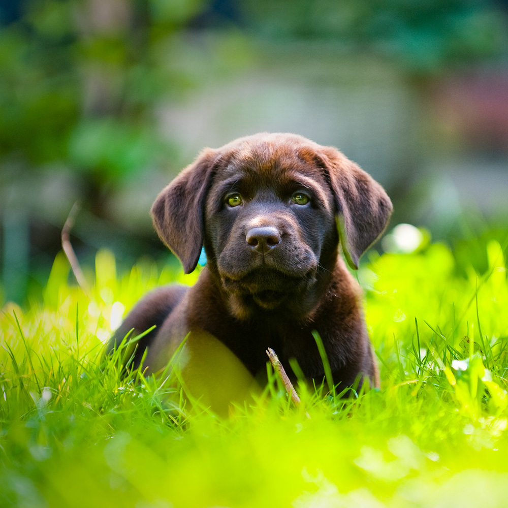 Mobility for Puppies